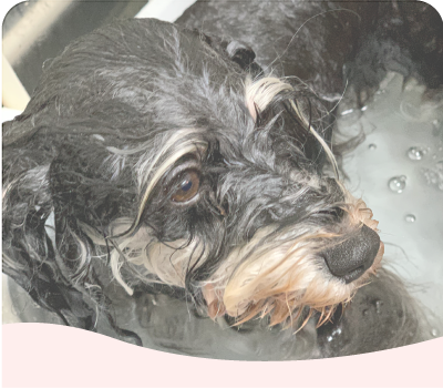 ナノバブルオゾンペットシャワー画像