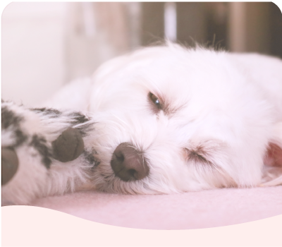 トリミングサロンイメージ