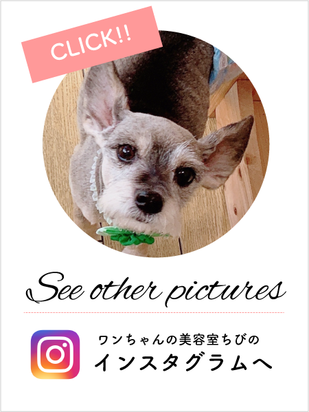西脇市のトリミング・ドッグサロン【ワンちゃんの美容室ちび】のインスタグラムへ