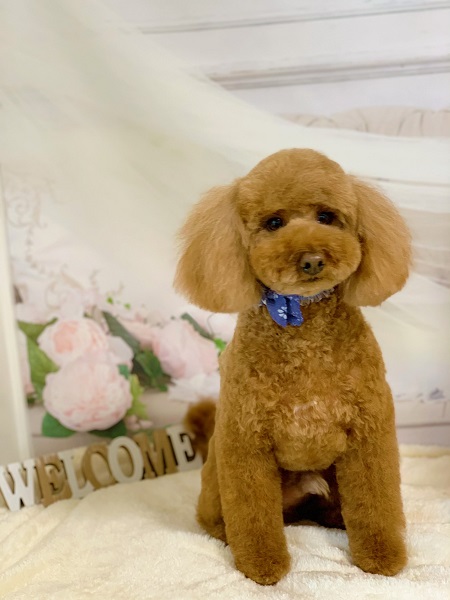 トイプードル（ブラウン）のトリミング写真NO.1