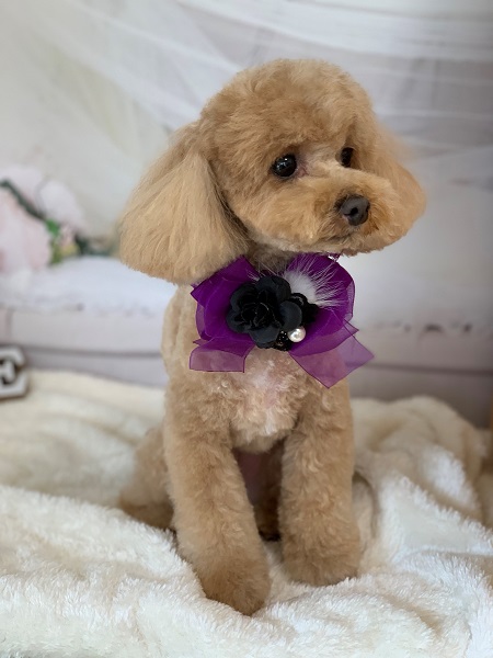 トイプードル（ブラウン）のトリミング写真NO.2