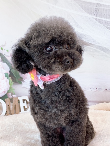 トイプードル（ブラック）のトリミング写真