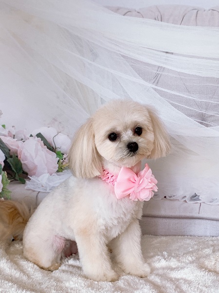 シーズーのトリミング写真NO.2