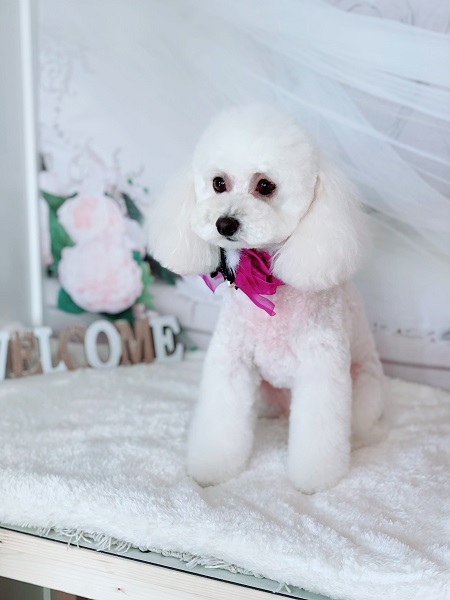 トイプードル（ホワイト）のトリミング写真