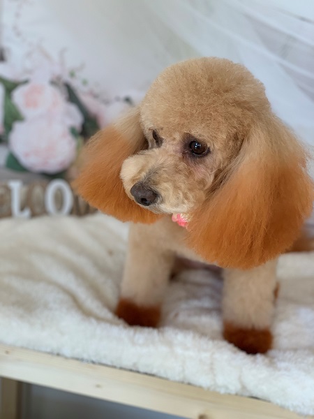 トイプードル（クリーム）のトリミング写真NO.2