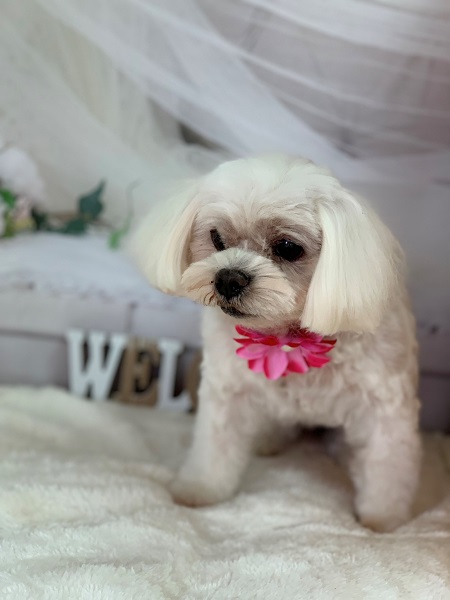 シーズーのトリミング写真NO.3