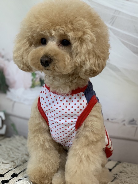 トイプードル（クリーム）のトリミング写真NO.1