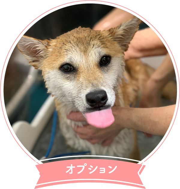 オプション2｜炭酸泉浴など