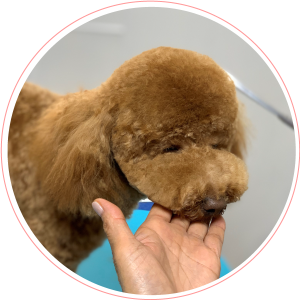 犬・レイキヒーリング