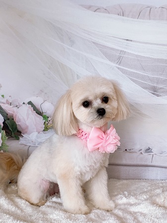 シーズーのトリミング画像