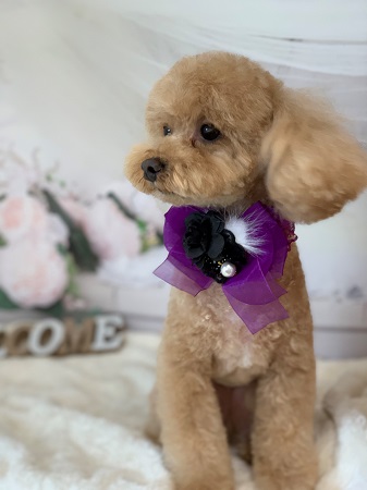 トイプードルのトリミング画像