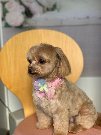 シーズーのトリミング画像